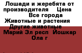 Лошади и жеребята от производителя. › Цена ­ 120 - Все города Животные и растения » Другие животные   . Марий Эл респ.,Йошкар-Ола г.